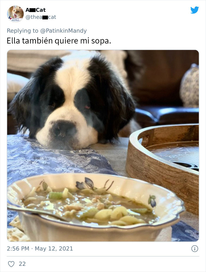 29 Dogs Making Faces To Let Their Owners Know How Much They Want Their Food