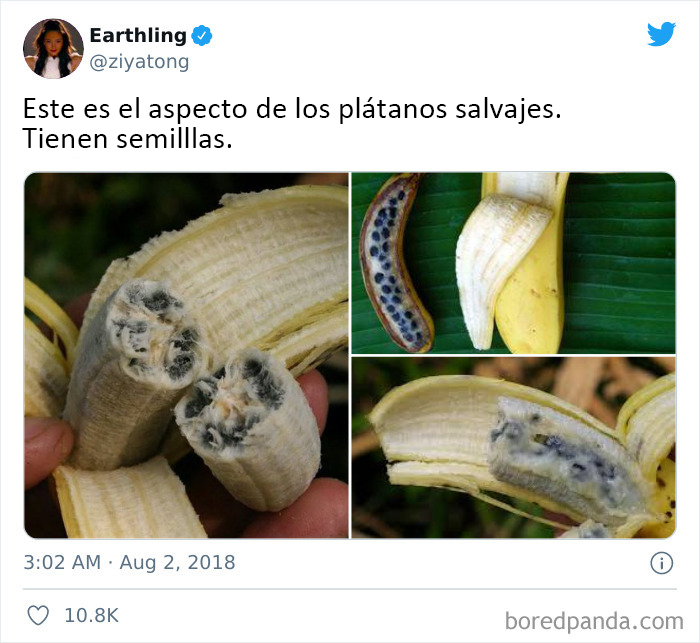 Gracias, odio los plátanos salvajes