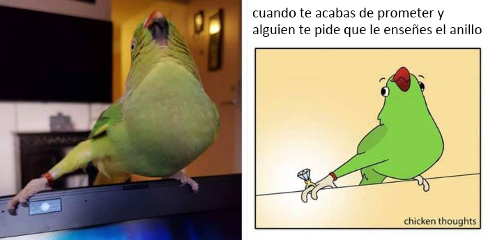 50 Of The Best Bird Memes Posted Online