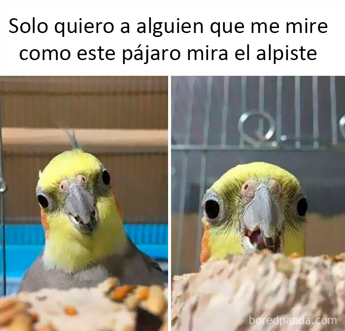 50 Of The Best Bird Memes Posted Online