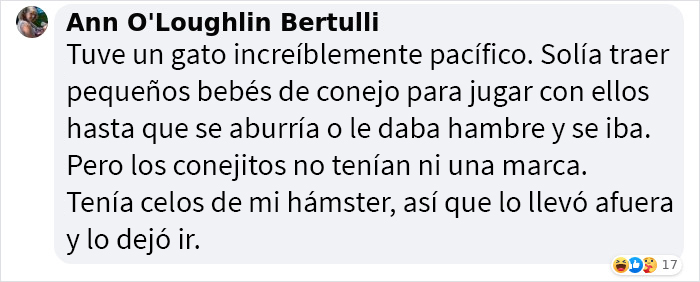 Se suponía que este gato tenía que atrapar a un ratón que vivía en la casa, pero acabaron haciéndose amigos Se suponía que este gato tenía que atrapar a un ratón que vivía en la casa, pero acabaron haciéndose amigos