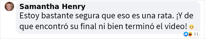 Se suponía que este gato tenía que atrapar a un ratón que vivía en la casa, pero acabaron haciéndose amigos Se suponía que este gato tenía que atrapar a un ratón que vivía en la casa, pero acabaron haciéndose amigos