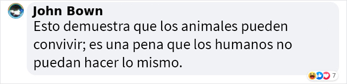 Se suponía que este gato tenía que atrapar a un ratón que vivía en la casa, pero acabaron haciéndose amigos Se suponía que este gato tenía que atrapar a un ratón que vivía en la casa, pero acabaron haciéndose amigos