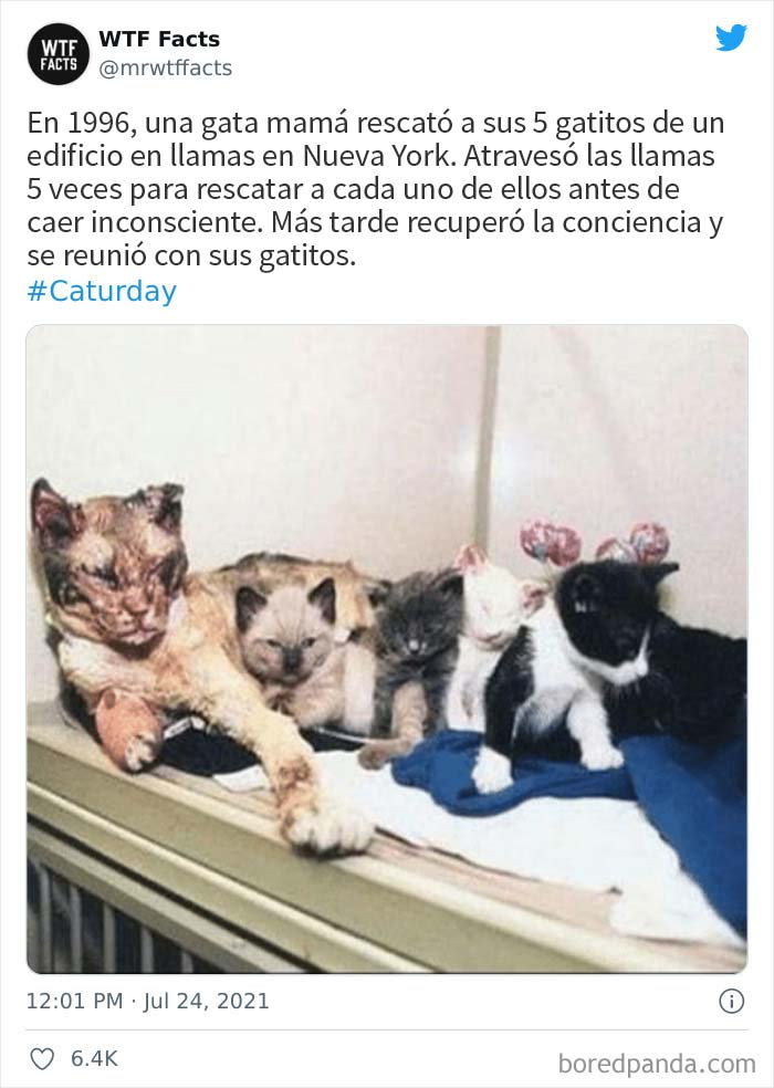 This Twitter Page Posts Random Interesting Facts, And Here Are 40 Of The Best Ones (New Pics)