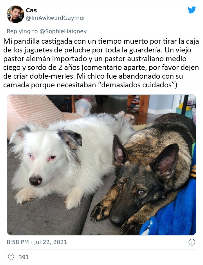 32 Times When Dogs Got Kicked Out Of Daycare For The Funniest Reasons, Shared By Owners Online