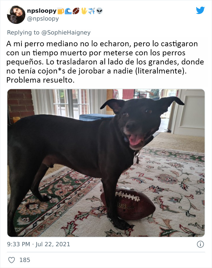 32 Times When Dogs Got Kicked Out Of Daycare For The Funniest Reasons, Shared By Owners Online