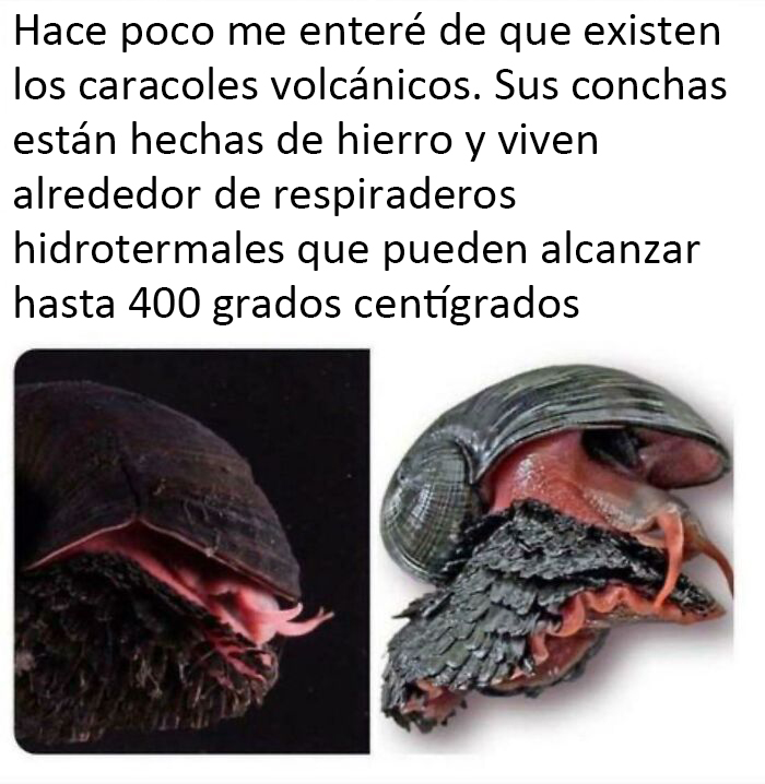 Lavator, el caracol de lava