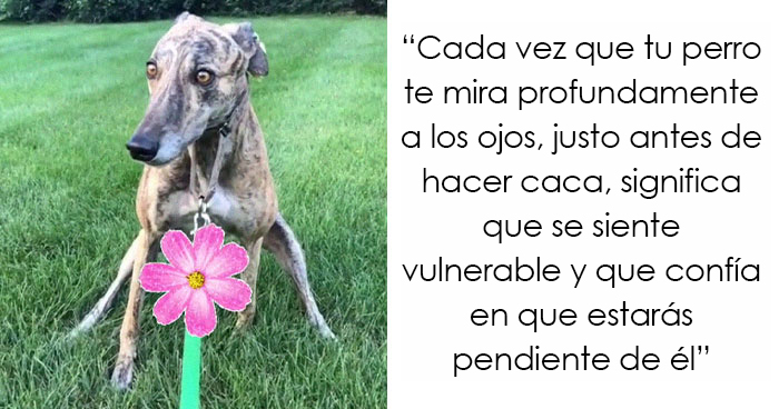 20 Datos sobre la psicología canina que todo dueño de perros debería conocer