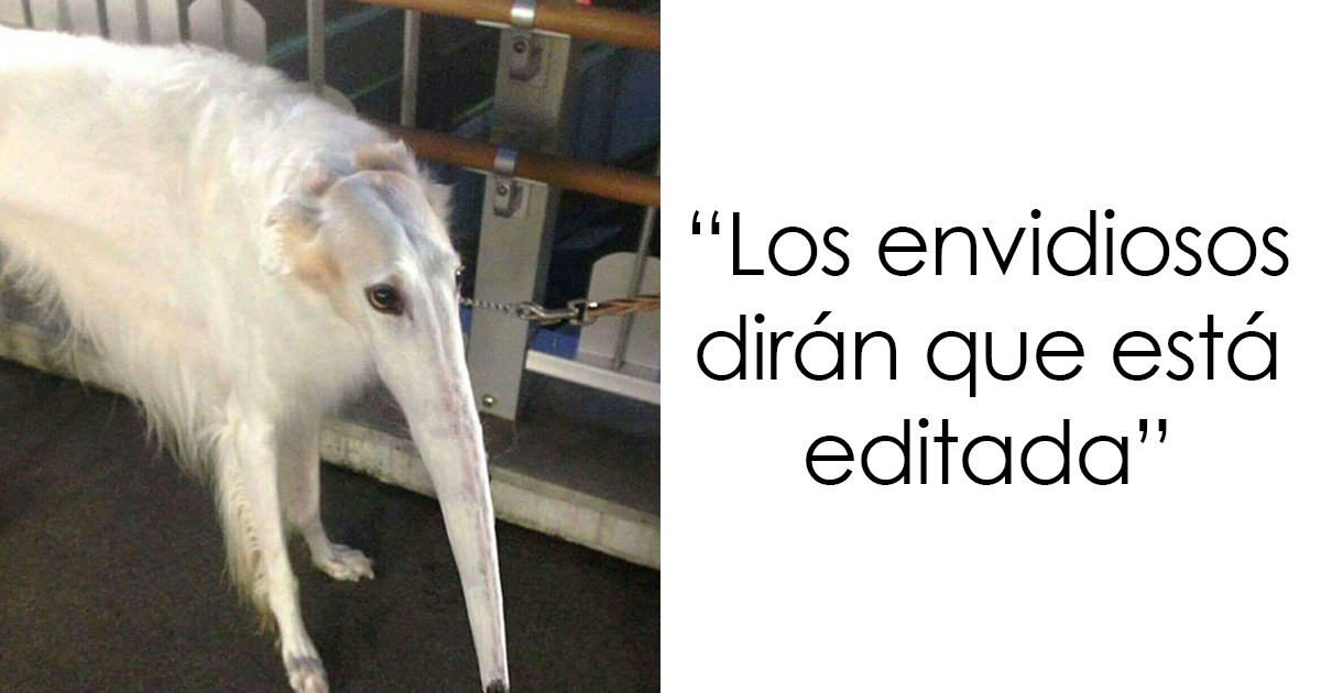 30 Divertidos fallos fotografiando animales en modo panorámico (nuevas fotos)