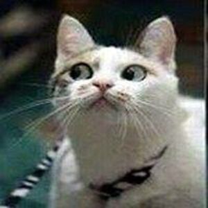 jacksoncardenas avatar