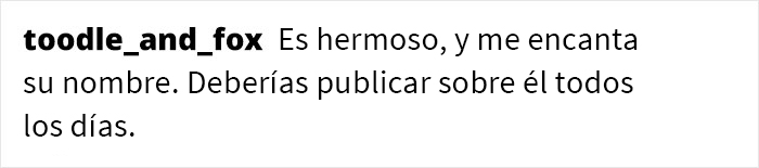 Este gato Maine Coon es tan grande que a primera vista lo confunden con un perro Este gato Maine Coon es tan grande que a primera vista lo confunden con un perro