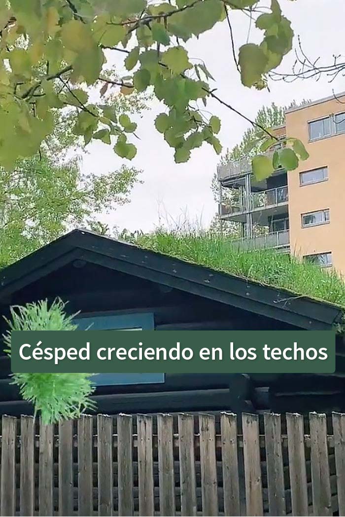 Césped en los techos