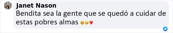 Un león y un lobo son transportados con grúa a una miniván conducida por 3 británicos para salvarlos