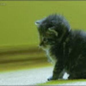 davidbouzonrico avatar