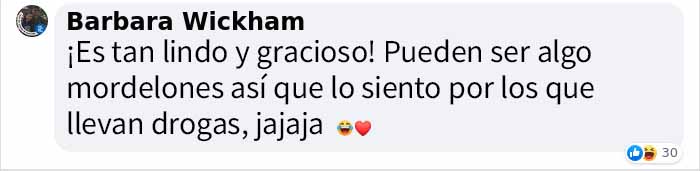 Un video capta al más diminuto perro policía haciendo rondas por un aeropuerto y acumula 9 millones de visitas Un video capta al más diminuto perro policía haciendo rondas por un aeropuerto y acumula 9 millones de visitas