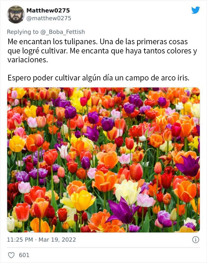 Tulipanes