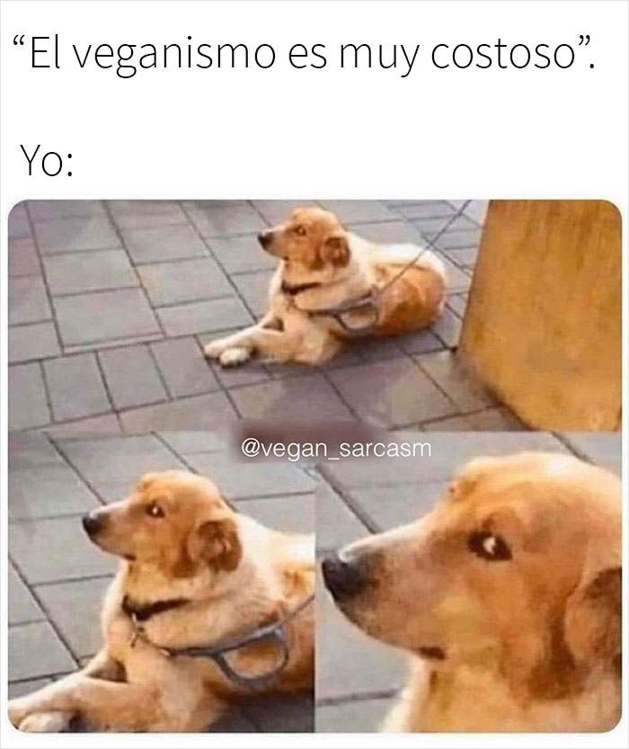 Over 350k People Follow This Instagram Account Dedicated To “Vegan Sarcasm” And Here Are 30 Of The Funniest Memes Posted There