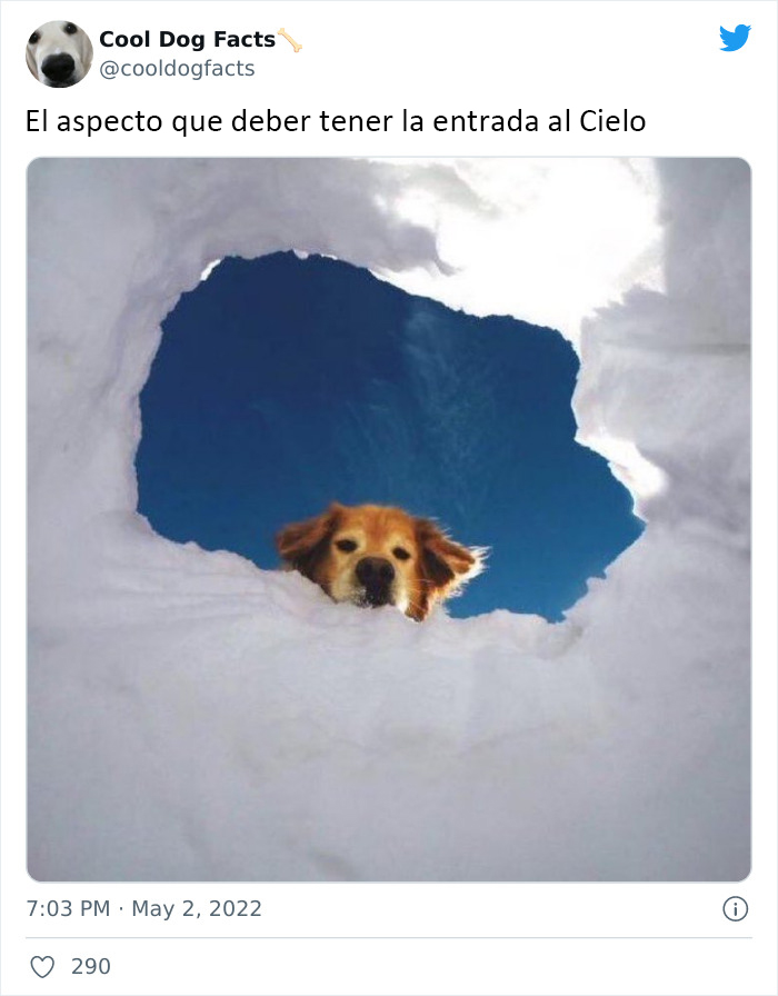 30 Tweets That Show Dogs Are Truly Man's Best Friends, Shared By This Twitter Account Dedicated To Cool Dog Facts