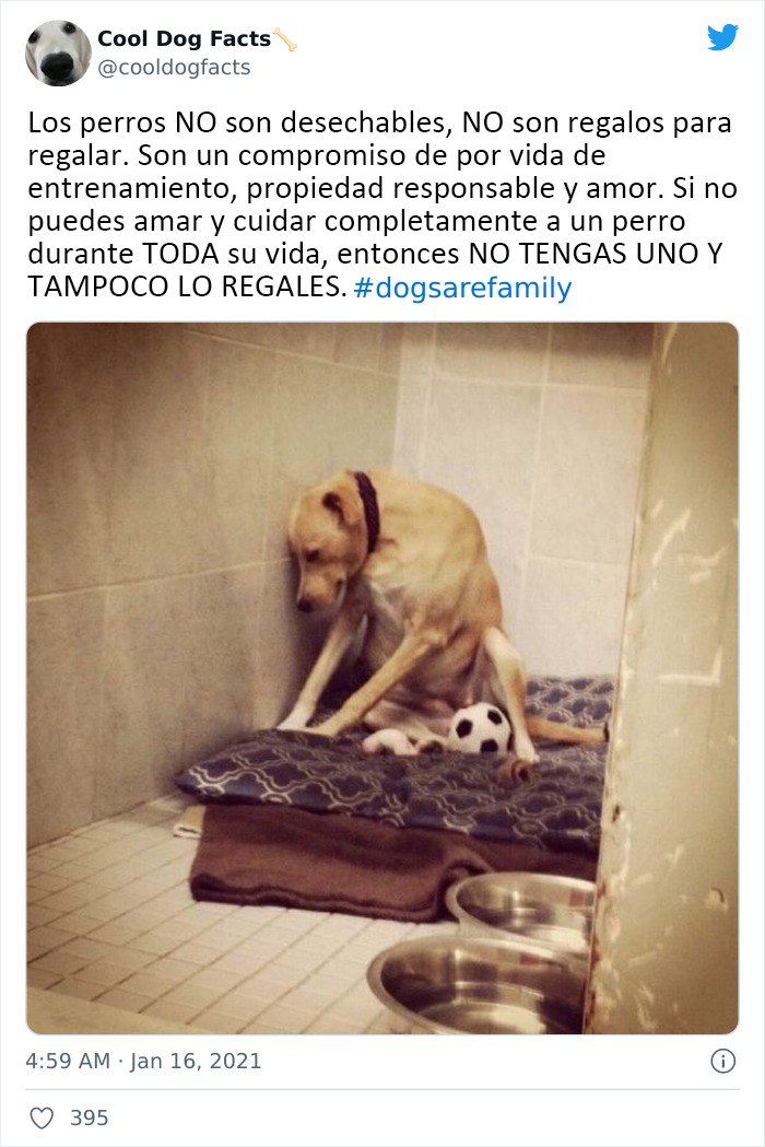 30 Tweets That Show Dogs Are Truly Man's Best Friends, Shared By This Twitter Account Dedicated To Cool Dog Facts