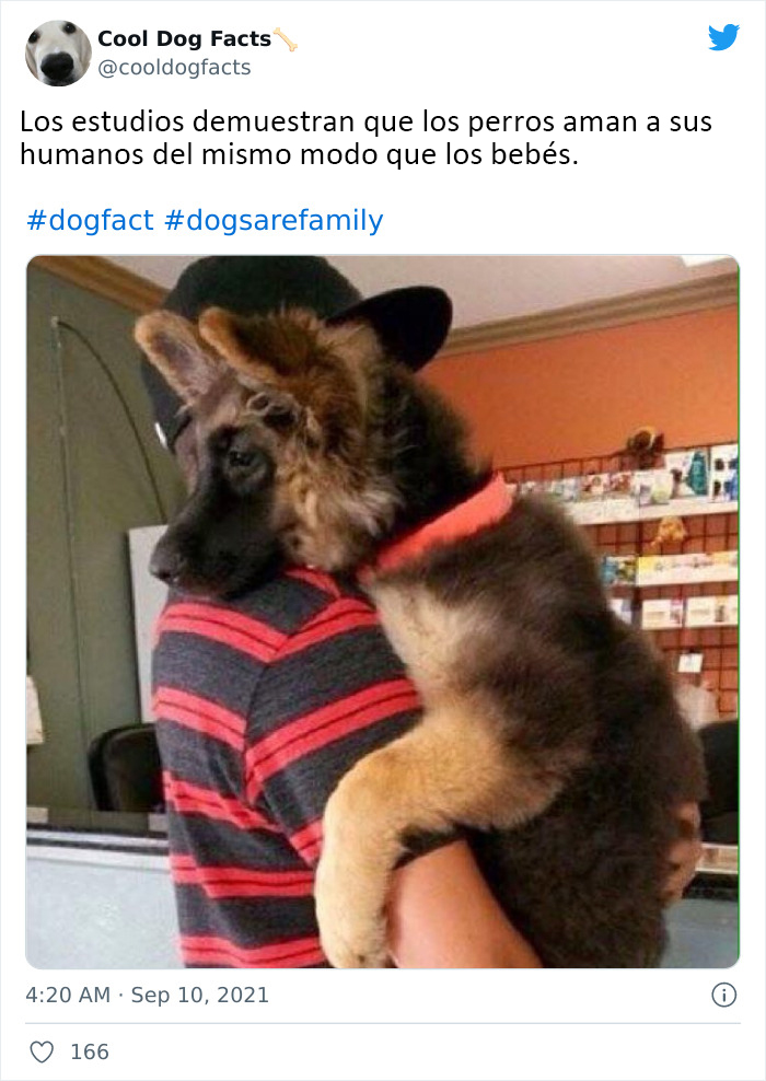 30 Tweets That Show Dogs Are Truly Man's Best Friends, Shared By This Twitter Account Dedicated To Cool Dog Facts