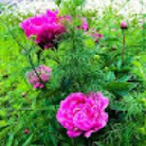 semikneesandtoes avatar