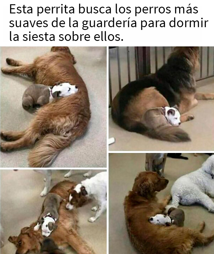 50 Reasons Why Dogs Are Better Than Cats, And Here Are The Pics And Memes To Prove It