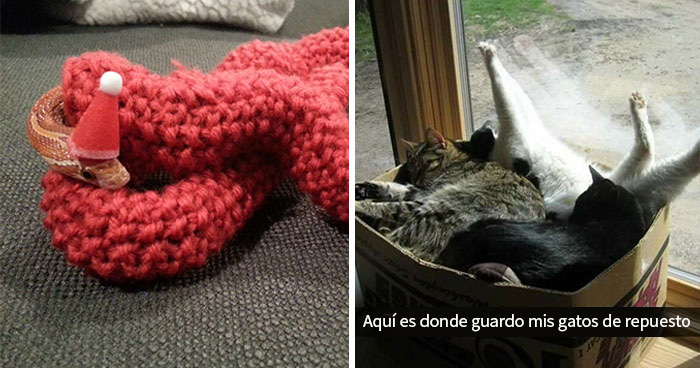 40 Suegras geniales demostrando que los estereotipos negativos sobre ellas son erróneos