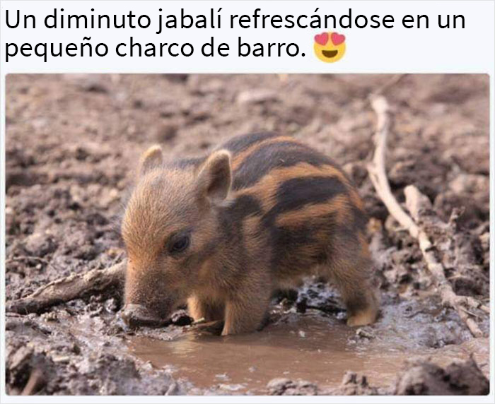 2.1M People Follow This Facebook Page For Its Feel-Good Content And Here Are 40 Of Its Best Posts