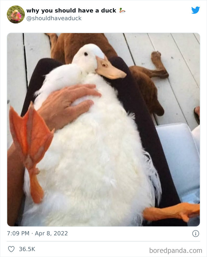 duck