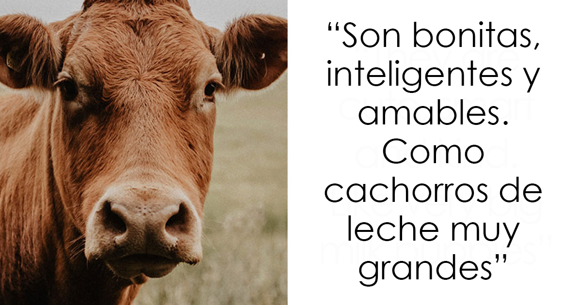 40 Animales que no reciben el reconocimiento que merecen, según este hilo informativo online