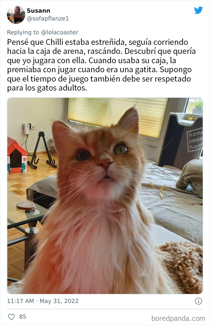 40 Pet Owners Share The Most Ridiculous Reason They Had To Bring Their Pet To The Vet