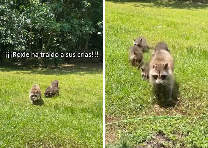 Esta madre mapache lleva a sus 4 hijos a conocer a la se&ntilde;ora que le daba de comer