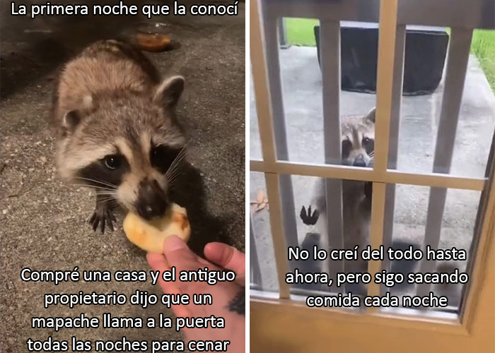 Esta madre mapache lleva a sus 4 hijos a conocer a la se&ntilde;ora que le daba de comer