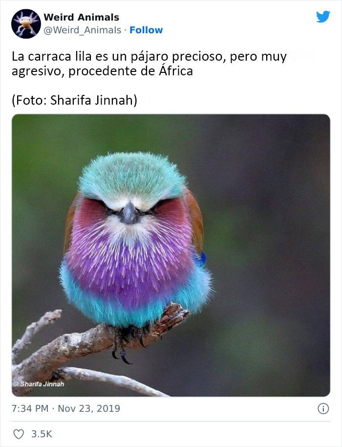 Twitter Page Shares 50 Animals That You Probably Haven't Seen Before