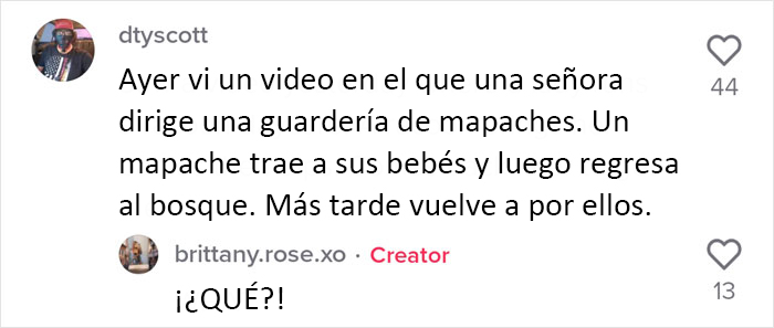 Esta madre mapache lleva a sus 4 hijos a conocer a la se&ntilde;ora que le daba de comer