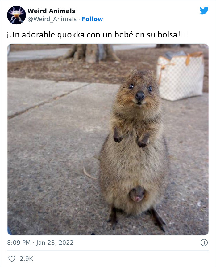 Twitter Page Shares 50 Animals That You Probably Haven't Seen Before