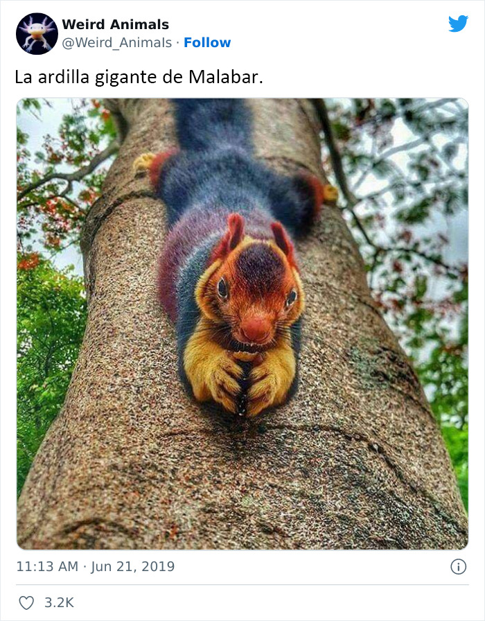 Twitter Page Shares 50 Animals That You Probably Haven't Seen Before
