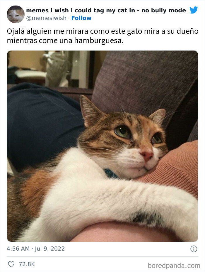 50 Hilarious Posts From The “Memes I Wish I Could Tag My Cat In” Twitter Account (New Pics)