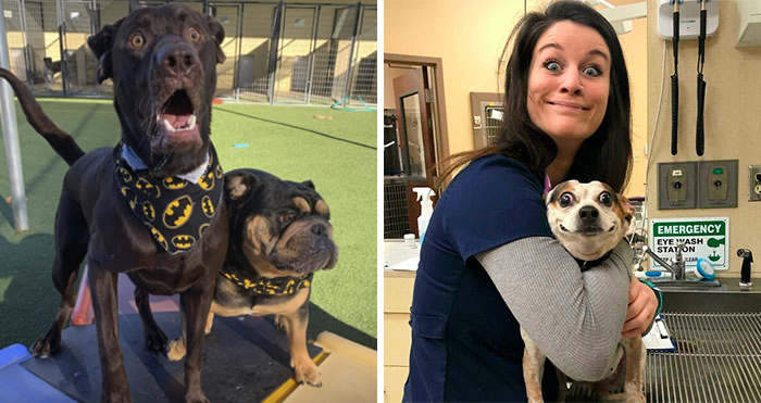 40 Perretes que te derretirán el corazón, compartidos en el grupo online ‘Rare Puppers’