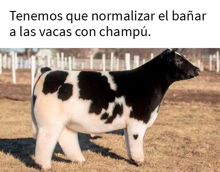 Gracias, adoro a esta vaca esponjosa