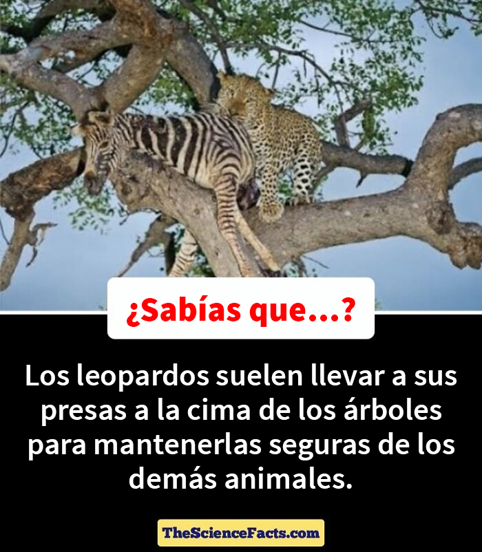 40 Weird But Cool Wildlife Facts That You Can Throw Out In Casual Conversation, As Shared On This Facebook Group