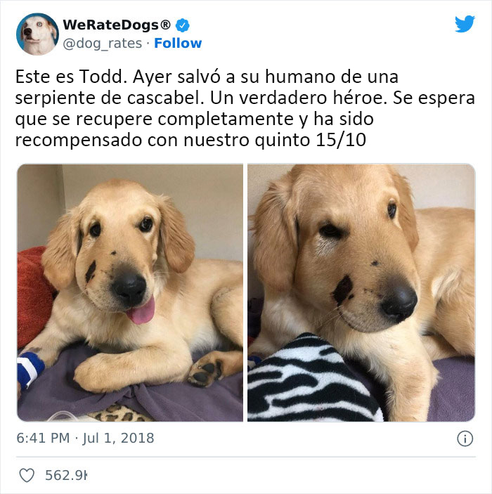 "Very Important Positivity": If You Are Feeling Down, These 50 Wholesome Posts Might Make Your Day