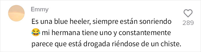 Este perro hizo photobomb en la boda de sus due&ntilde;os, y la gente comparte fotos similares