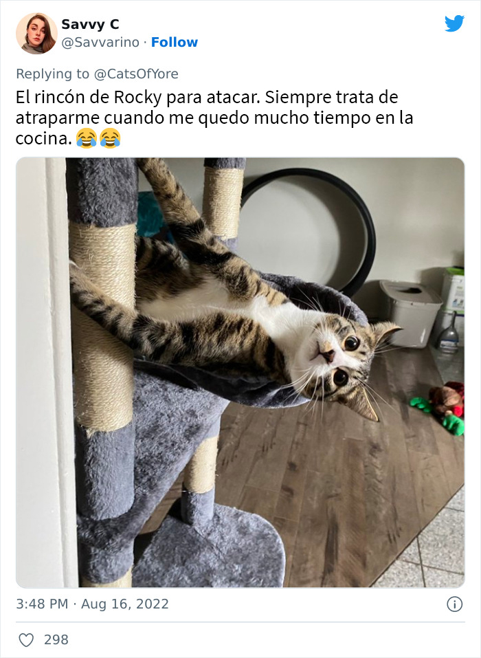 Los gatos destrozando cosas no son un problema moderno, como muestran estas 24 im&aacute;genes a trav&eacute;s de la historia