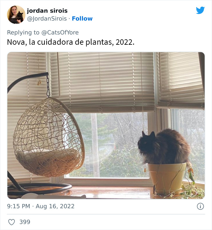 Los gatos destrozando cosas no son un problema moderno, como muestran estas 24 im&aacute;genes a trav&eacute;s de la historia