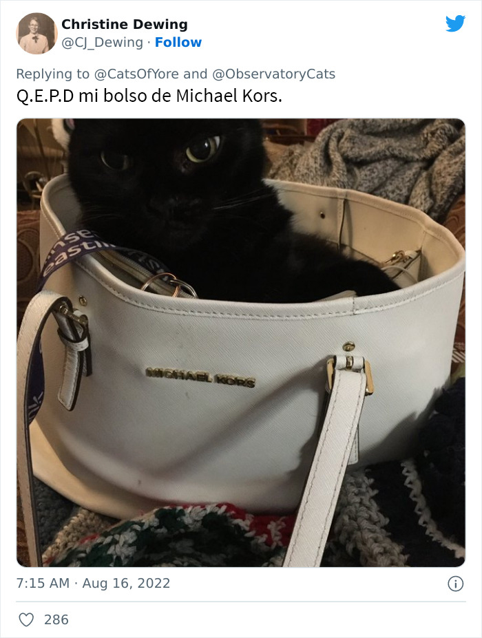 Los gatos destrozando cosas no son un problema moderno, como muestran estas 24 im&aacute;genes a trav&eacute;s de la historia