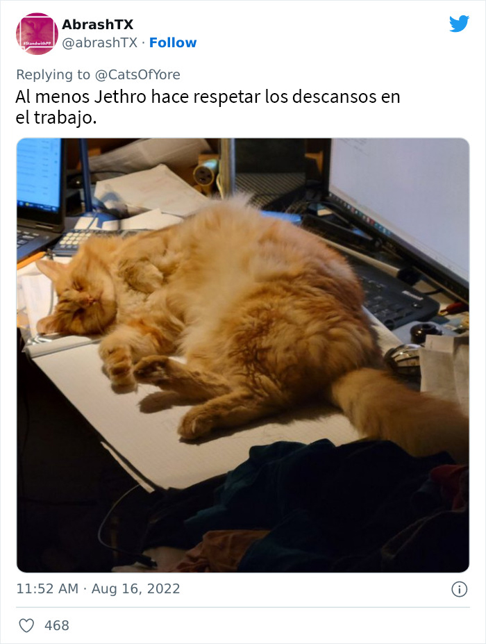 Los gatos destrozando cosas no son un problema moderno, como muestran estas 24 im&aacute;genes a trav&eacute;s de la historia