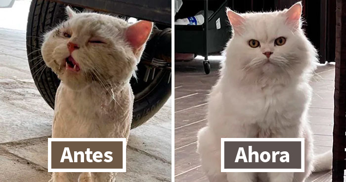 40 Interesantes comparaciones que ayudan a dar sentido a lo que nos rodea (nuevas fotos)