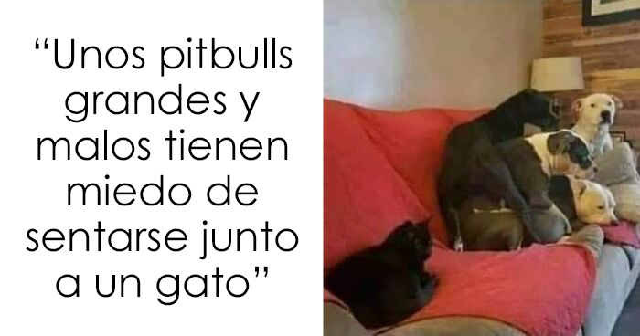 25 Divertidos memes de gatos que muestran por qué internet los ama tanto