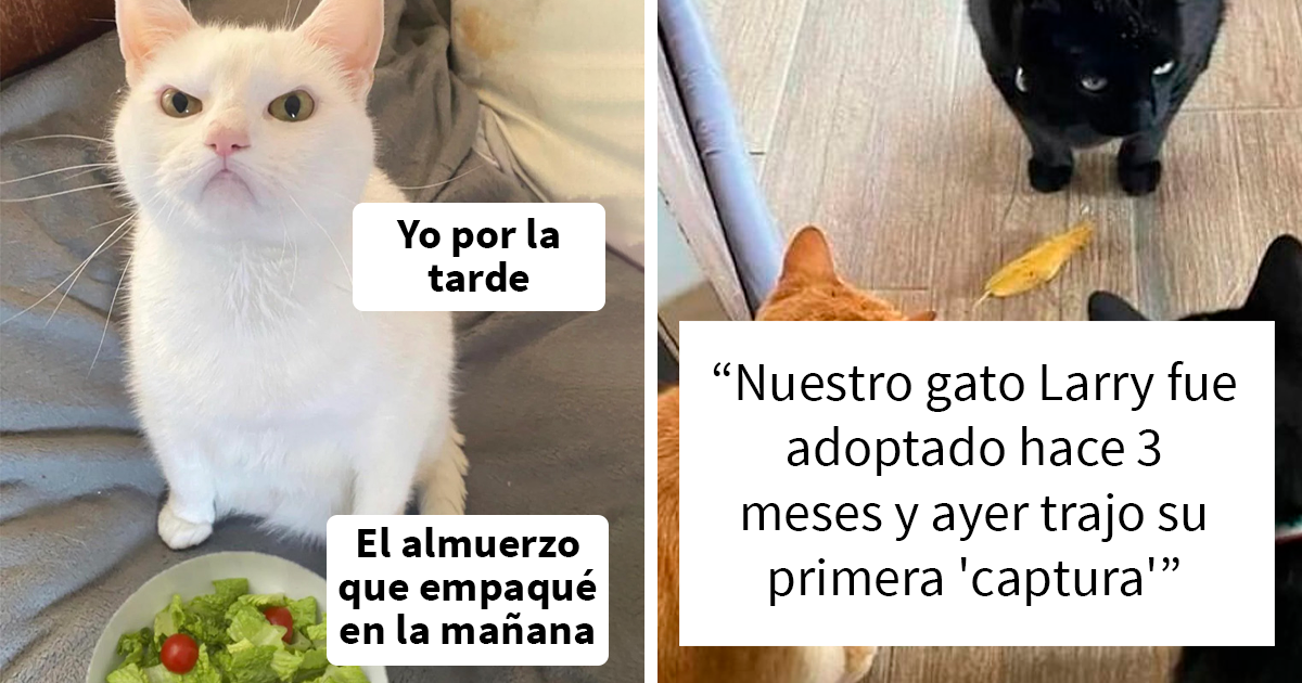 25 Fotos y memes que captan perfectamente cómo es vivir con gatos
